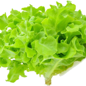 Green Oak / กรีนโอ๊ค