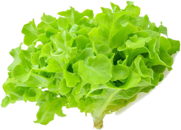 Green Oak / กรีนโอ๊ค