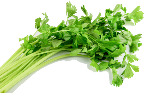 Celery / ขึ้นฉ่าย