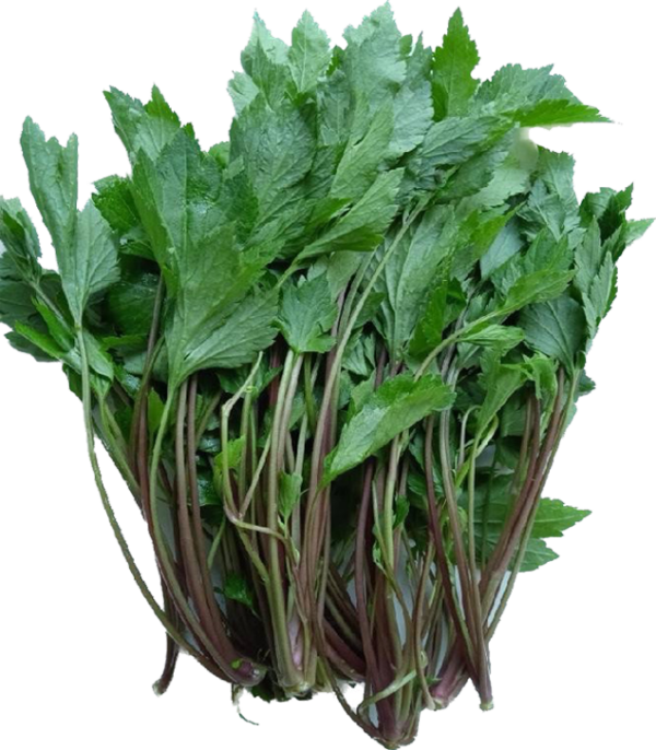 White Mugwort / จิงจูฉ่าย