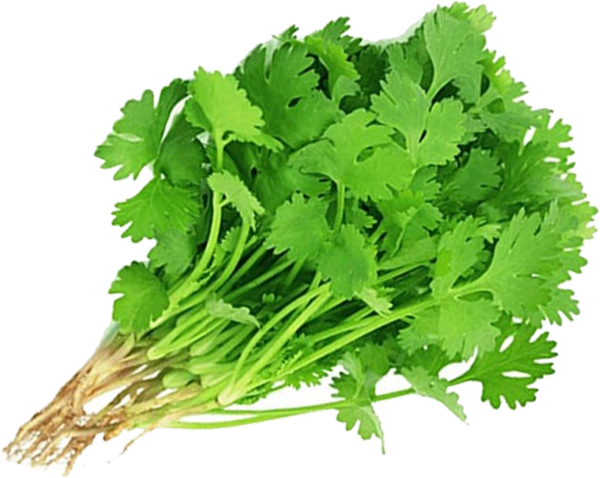 Chinese coriander / ผักชีจีน