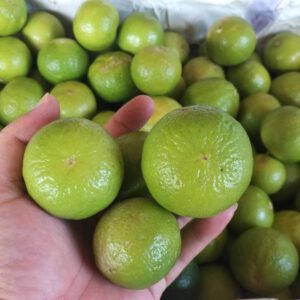 Lemon / มะนาว