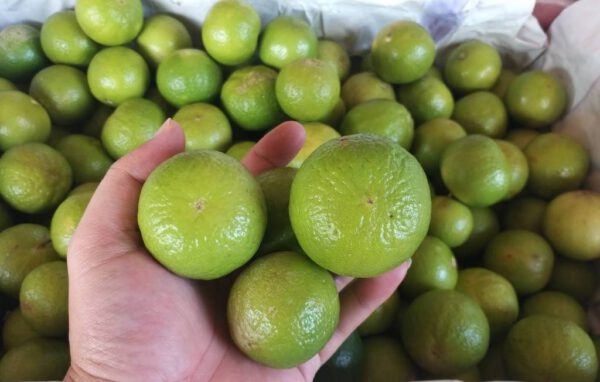 Lemon / มะนาว