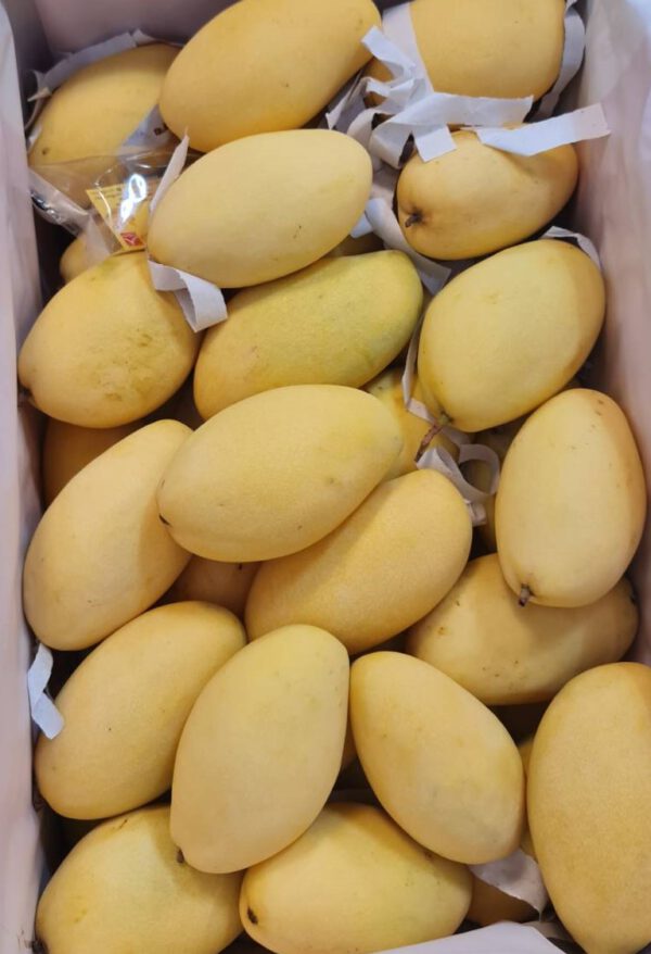 Nam Dok Mai Mango / มะม่วงน้ำดอกไม้