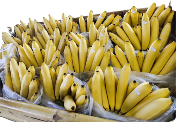 Golden Banana / กล้วยหอมทอง