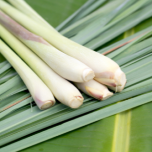 Lemon Grass / ตะไคร้